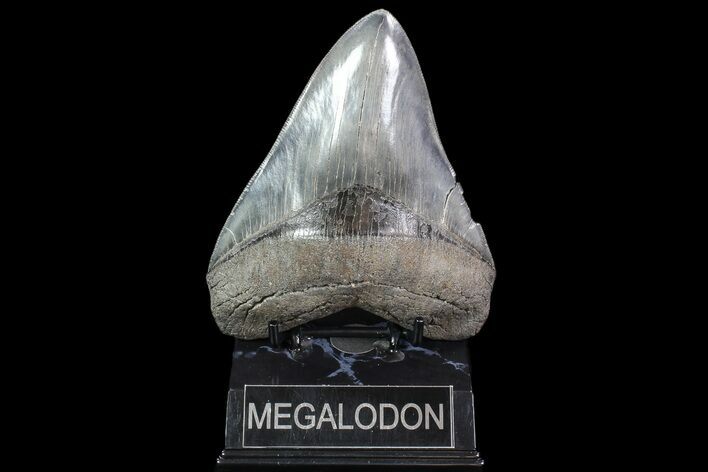 Serrated, Fossil Megalodon Tooth - Beautiful Enamel #86064
